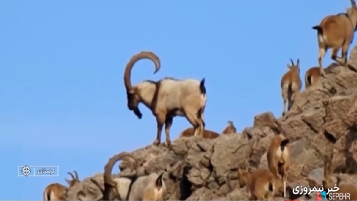 جدال گراز وحشی با پلنگ در سمنان + فیلم