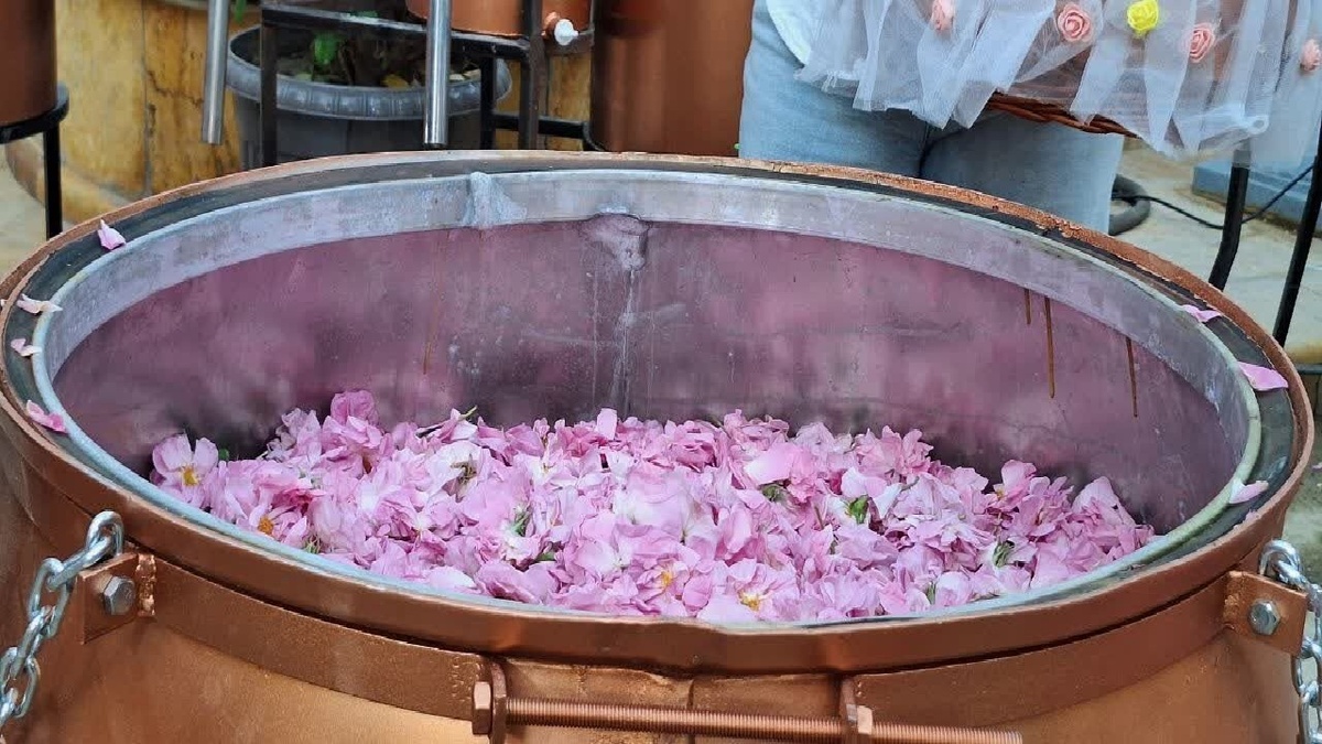 آغاز گلاب‌گیری در فیروزکوه + فیلم