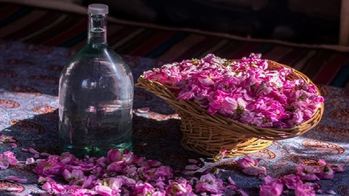 آغاز گلاب‌گیری در فیروزکوه + فیلم