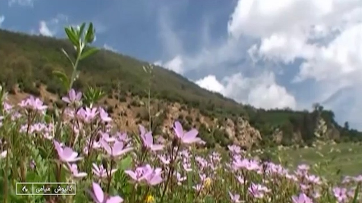 میناب، میزبان جشنواره شکرگزاری انبه و یاسمین گل + فیلم
