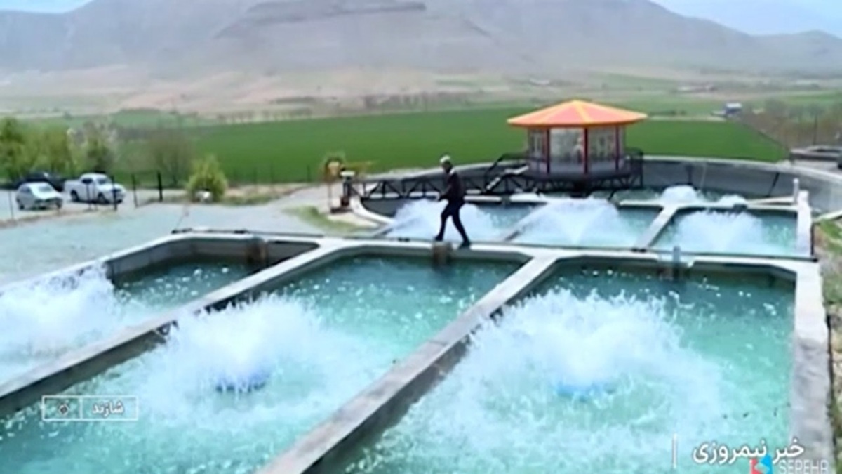 آغاز برداشت باقالی در کاشان + فیلم