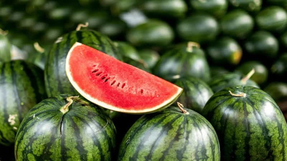 مازاد تولید قیمت هندوانه را در ترکیه شکست+ فیلم