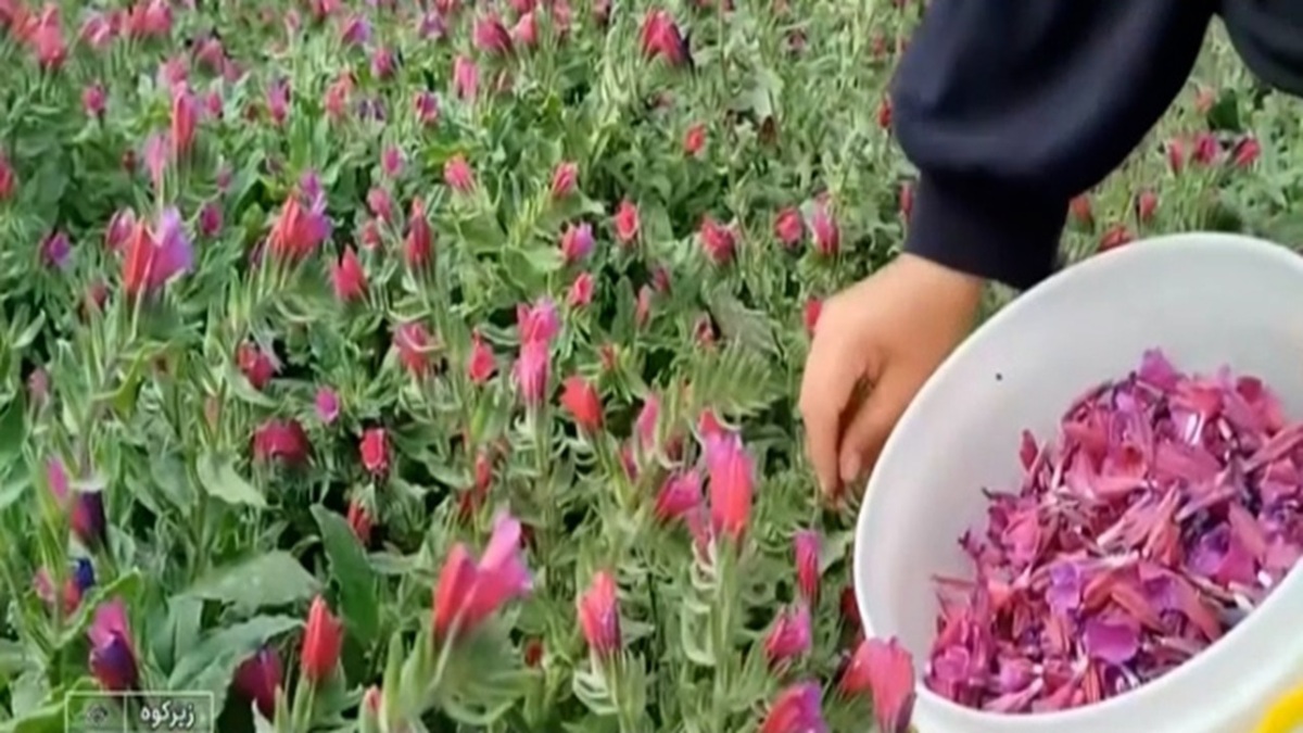 آشنایی با آیین بیل‌زنی مردم خراسان جنوبی در ماه محرم + فیلم