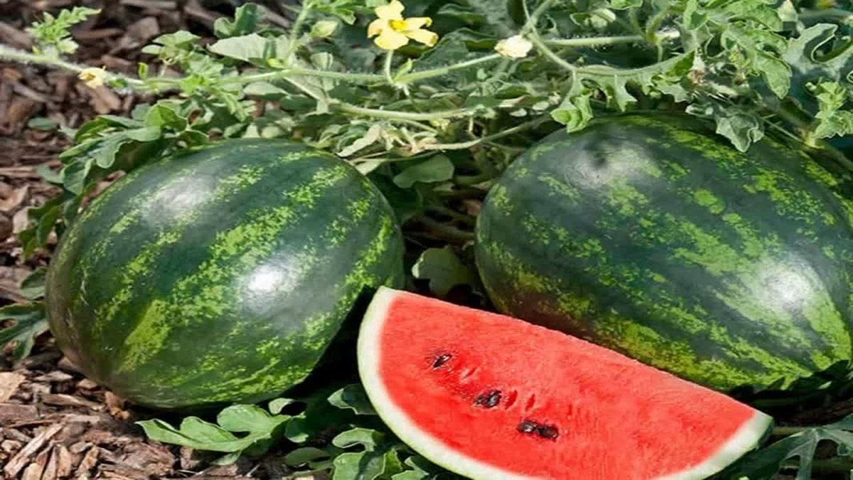 مازاد تولید قیمت هندوانه را در ترکیه شکست+ فیلم