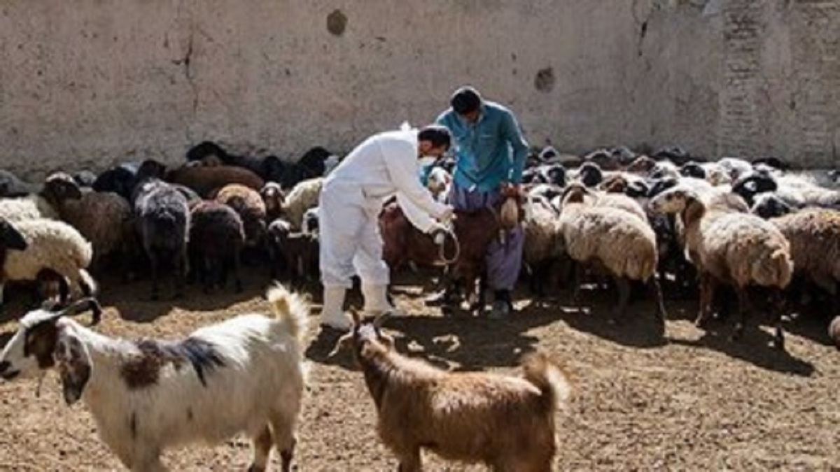 تولید واکسن تب برفکی با استفاده از پرتودهی گاما در ایران + فیلم