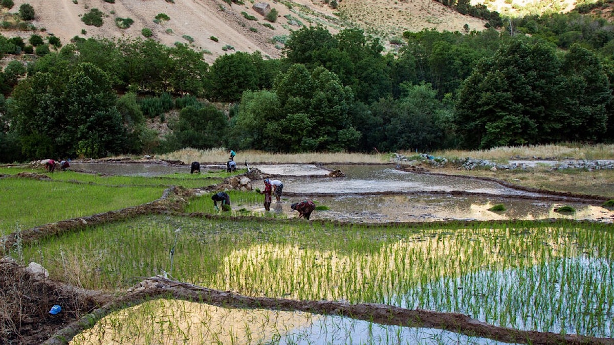 نمونه‌ای از سیاست جدید الگوی کشت + فیلم